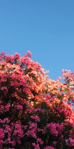 Flowers,Pink,Bush,Flowering,Bloom