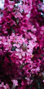 Flowers,Pink,Bush,Flowering,Bloom,Branch,Spring