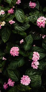 Flowers,Pink,Bush,Hydrangea,Plant