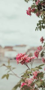 Flowers,Pink,Bush,Plant,Flowering,Bloom