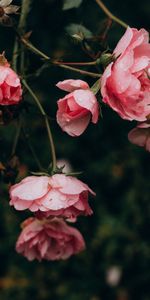 Flowers,Pink,Bush,Rose,Petals,Rose Flower