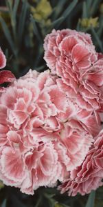 Flowers,Pink,Carnations