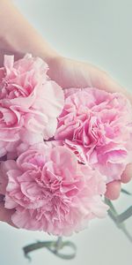 Flowers,Pink,Carnations,Hands