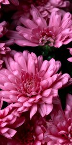 Flowers,Pink,Chrysanthemum,Dew,Wet