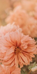 Flowers,Pink,Chrysanthemum,Flower,Dew,Wet