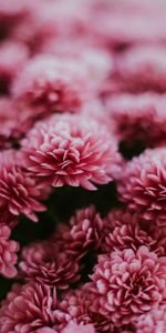 Flowers,Pink,Chrysanthemum,Macro