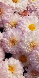 Flowers,Pink,Chrysanthemum,Tender,Blooms