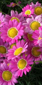 Flowers,Pink,Close Up,Greens,Flower Bed,Flowerbed