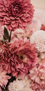 Flowers,Pink,Dahlias,Bouquet