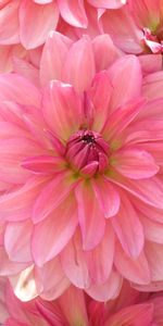 Flowers,Pink,Dahlias,Lot,Petals,Close Up