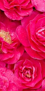 Flowers,Pink,Drops,Freshness,Lot,Camellia