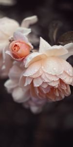 Flowers,Pink,Drops,Rose Flower,Rose,Petals,Wet