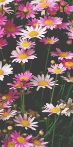 Flowers,Pink,Flower Bed,Flowerbed,Camomile