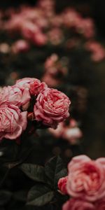 Flowers,Pink,Flower Bed,Flowerbed,Roses