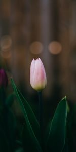 Flowers,Pink,Flower,Bloom,Tulip,Flowering