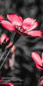 Flowers,Pink,Flower,Blooms,Field,Contrast