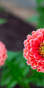 Flowers,Pink,Flower,Blur,Smooth,Dahlia,Close Up,Petals