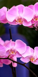 Flowers,Pink,Flower,Branch,Close Up,Orchid