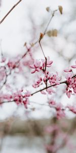 Flowers,Pink,Flower,Branch,Flowering,Bloom,Spring