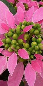 Flowers,Pink,Flower,Close Up,Poinsettia