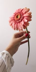 Flowers,Pink,Flower,Hand