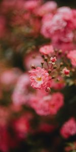 Flores,Rosa,Flor,Macro,Florecer,Floración,Rosado