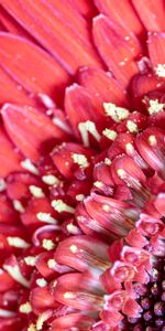 Flowers,Pink,Flower,Macro,Pollen,Petals