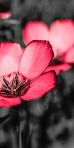 Flowers,Pink,Flower,Petals,Contrast