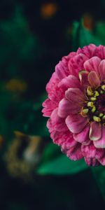 Flowers,Pink,Flower,Plant,Decorative,Zinnia