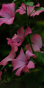 Flowers,Pink,Flower,Plant,Loach,Leaves