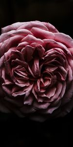 Fleurs,Fermer,Gros Plan,Une Rose,Fleur,Sombre,Rose