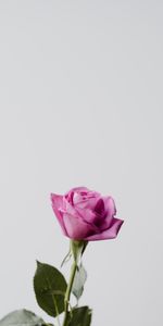 Minimalisme,Fleur,Fleurs,Une Rose,Rose