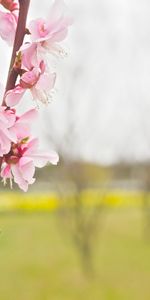 Flowers,Pink,Flower,Smooth,Flowering,Branch,Blooming,Blur,Spring