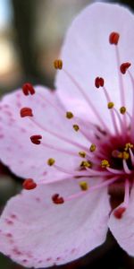 Étamines,Fleurs,Fermer,Gros Plan,Fleur,Rose