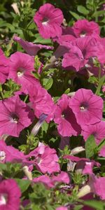 Flowers,Pink,Flowerbed,Flower Bed,Petunia