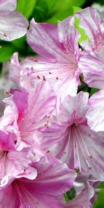 Flowers,Pink,Flowering,Azalea,Close Up,Bloom