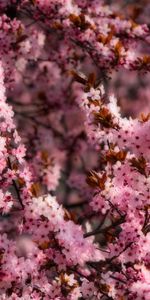 Flowers,Pink,Flowering,Bloom,Spring