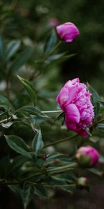 Flowers,Pink,Flowering,Buds,Peony,Bloom,Pion