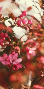 Flowers,Pink,Flowering,Gardens,Flower,Bloom