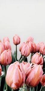 Flowers,Pink,Flowering,Tulips,Bloom