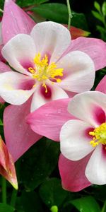 Flowers,Pink,Greens,Freshness,Aquilegia,Drops