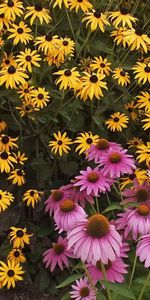 Flowers,Pink,Greens,Rudbeckia,Rudbekia,Garden