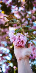 Flowers,Pink,Hand,Branch,Plant