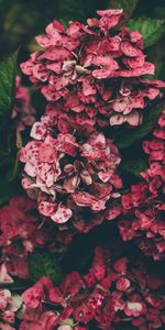 Flowers,Pink,Hydrangea