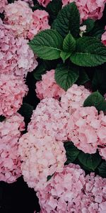 Flowers,Pink,Inflorescences,Flowering,Inflorescence,Hydrangea,Bloom