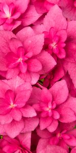 Flowers,Pink,Leaves,Plant