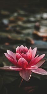 Flowers,Pink,Lotus,Blur,Smooth,Lotus Nut Bearing,Petals,Flowering,Nut Lotus,Bloom