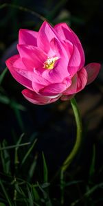 Flowers,Pink,Lotus,Bud,Petals,Blur,Smooth,Flower