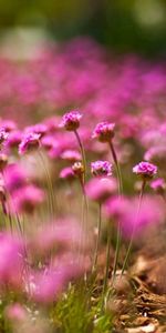 Flowers,Pink,Macro,Boquet,Bokeh