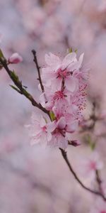 Flowers,Pink,Macro,Branch,Petals,Sakura,Spring